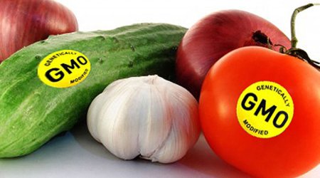 GMO məhsulların sığortalanması adi əkinlərlə eyni prinsiplərə əsaslanır - FAO rəsmisi