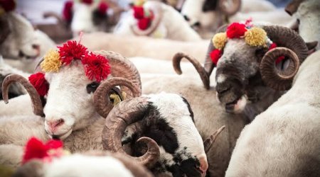 
Qurban bayramı öncəsi heyvan bazarında qiymətlər