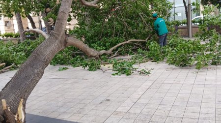 Dünəndən bəri Bakıda 41 ağac sınıb