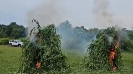 В Гахе уничтожено более 4 тонн кустов конопли
