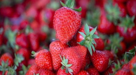 Azerbaijan&rsquo;s strawberry exports surge more than fivefold