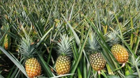 
Azərbaycan Panamadan ananas alışını 27 dəfə artırıb