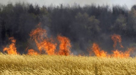 Qazaxın Aslanlı kəndində taxıl sahəsində yanğın olub
