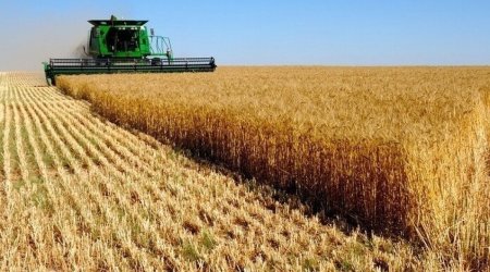 Уборка зерновых в Азербайджане выполнена почти на 67%