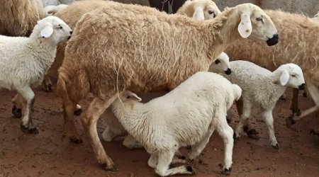 Georgia nearly triples earnings from sheep exports to Azerbaijan