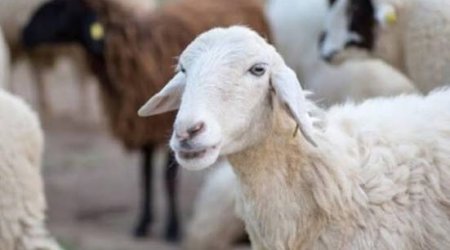 Georgia nearly triples earnings from sheep exports to Azerbaijan