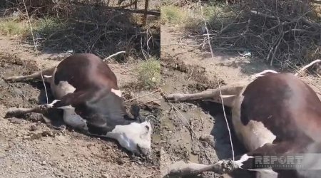 Cəlilabadda elektrik naqilinə toxunan iribuynuzlu heyvan tələf olub