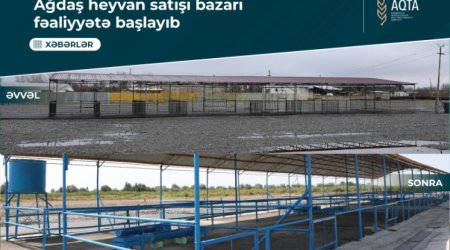 Ağdaşda heyvan satışı bazarı fəaliyyətini bərpa edib