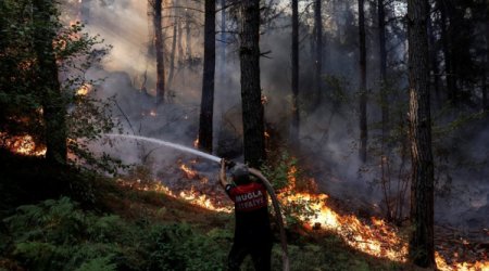 Поджигатели турецких лесов: волна арестов