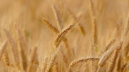 Azərbaycanda buğda və arpa toxumuna illik tələbatın yalnız 44%-i sertifikatlaşdırılmış toxumla ödənilir