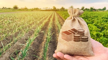 Azərbaycanda kənd təsərrüfatı məhsullarının istehsalı yanvar-avqustda 2,6% artıb