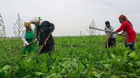 Deputat torpaq analizlərinin qiymətinin kiçik fermerlər üçün azaldılmasını istəyib