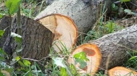Bakı və Sumqayıtda yaşıllıqlara 40 min manata yaxın ziyan vurulub