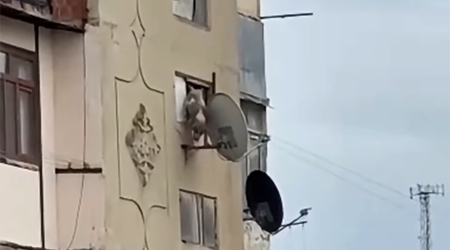Bakıda iti binadan atan şəxs məsuliyyətə cəlb edilib