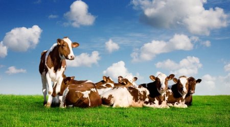 Yeni südlük fermalara heyvan başına 1,500 manat subsidiya veriləcək - nazir