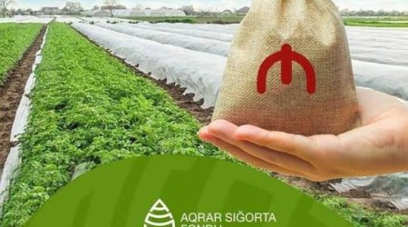 Azərbaycanda Aqrar Süni İntellekt layihəsi üzrə 13 həll istismara verilib