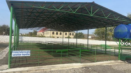 Şəmkirdə yeni heyvan satışı bazarı fəaliyyətə başlayıb