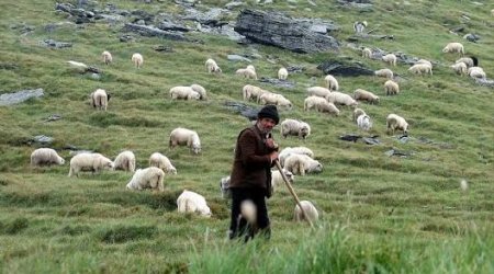 Çoban Azərbaycanın səlahiyyətli orqanlarına təhvil verilib - Ermənistan MTX