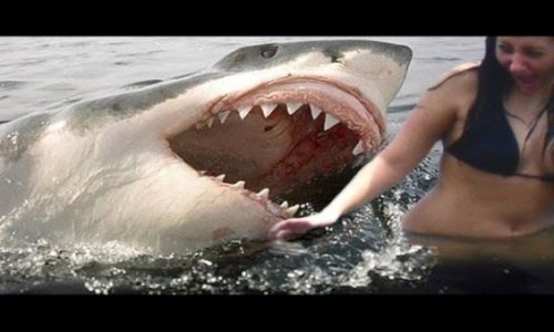 Акула напала на женщину - ВИДЕО