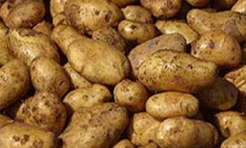 Грузия вернет Армении 467 т зараженного картофеля