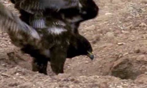 Борьба за выживание: Соколы против игуан -ФОТО