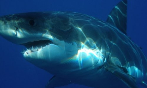 Умерла белая акула Иванишвили