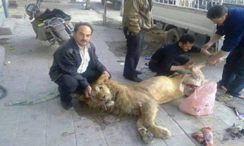 Голодающие сирийцы съели льва - ФОТО