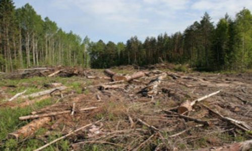 Ужесточается наказание за вырубку деревьев