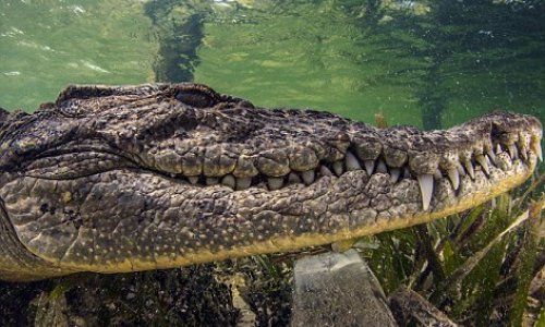 Фотограф лицом к лицу с крокодилом - ФОТО