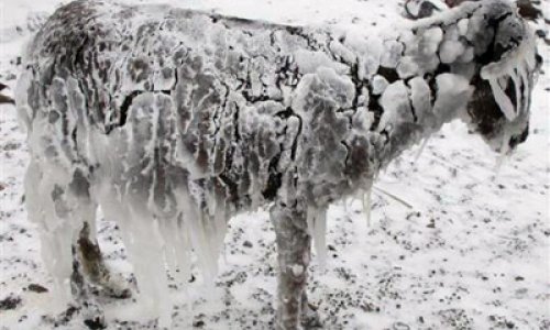 Мороз превратил ослов в ледяные статуи -ФОТО