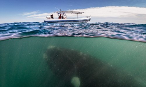 Сьемки 50 тонного кита с лодки -ФОТО