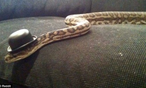 Змеи в шляпах – новый тренд интернет сообщества -ФОТО