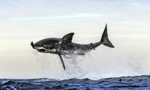 Летучие акулы -ФОТО