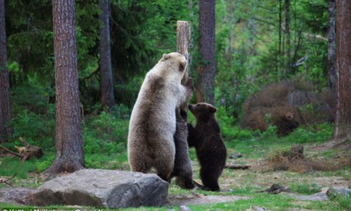 Медведица учит детенышей - ФОТО