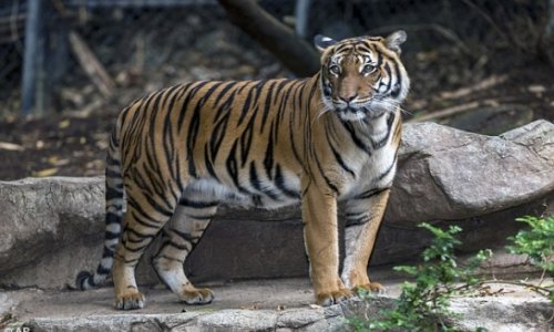 Тигр разорвал самку при попытке спаривания - ФОТО