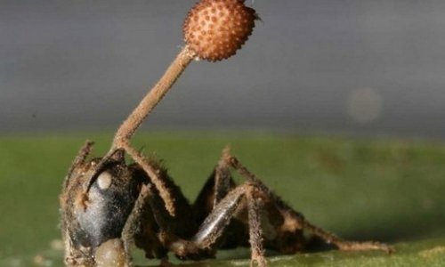 Гриб-убийца растет из муравья -ФОТО+ВИДЕО