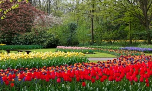 В Голландии выращен цветок в честь Азербайджана