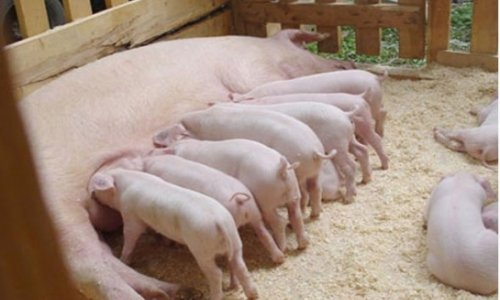 Каково поголовье свиней в Азербайджане?