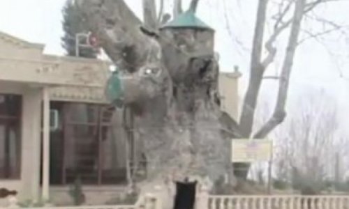 В Агдаше 300-летнее дерево превратили в чайхану - ВИДЕО