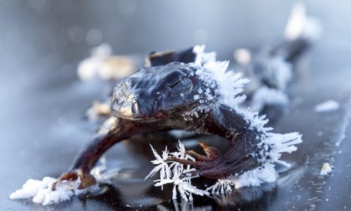 Замерзшая лягушка - ФОТО