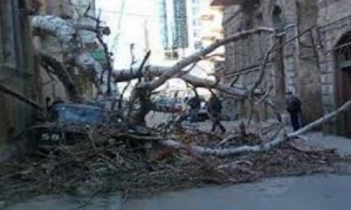 В Баку упавшее дерево убило женщину и ее ребенка