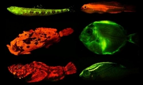 Обнаружено 180 видов светящихся рыб