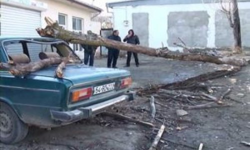 Сильный ветер нанес серьезный урон Шамахы