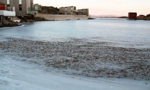 Тонны сельди замерзли в Норвегии - ФОТО