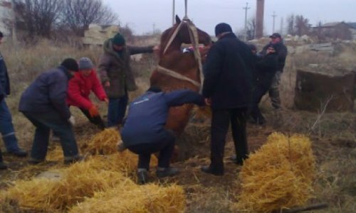 В Баку сотрудники МЧС извлекли лошадь из канализации