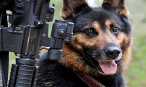 В России призывнику разрешили пройти службу с собакой
