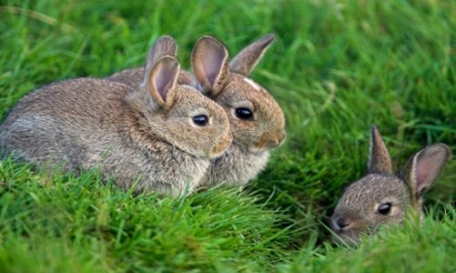 В Англии кролики нашли древнюю "сокровищницу"