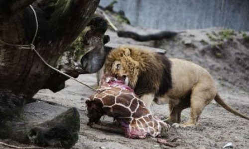 В зоопарке жирафа застрелили и скормили львам –ФОТО+ВИДЕО