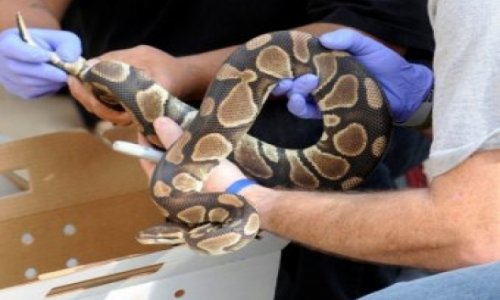 Ведущий National Geographic умер от укуса змеи -ВИДЕО