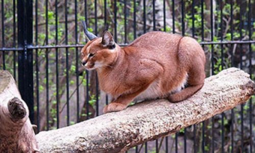 Bakı Zooparkının köçürüləcəyi yer dəqiqləşdi